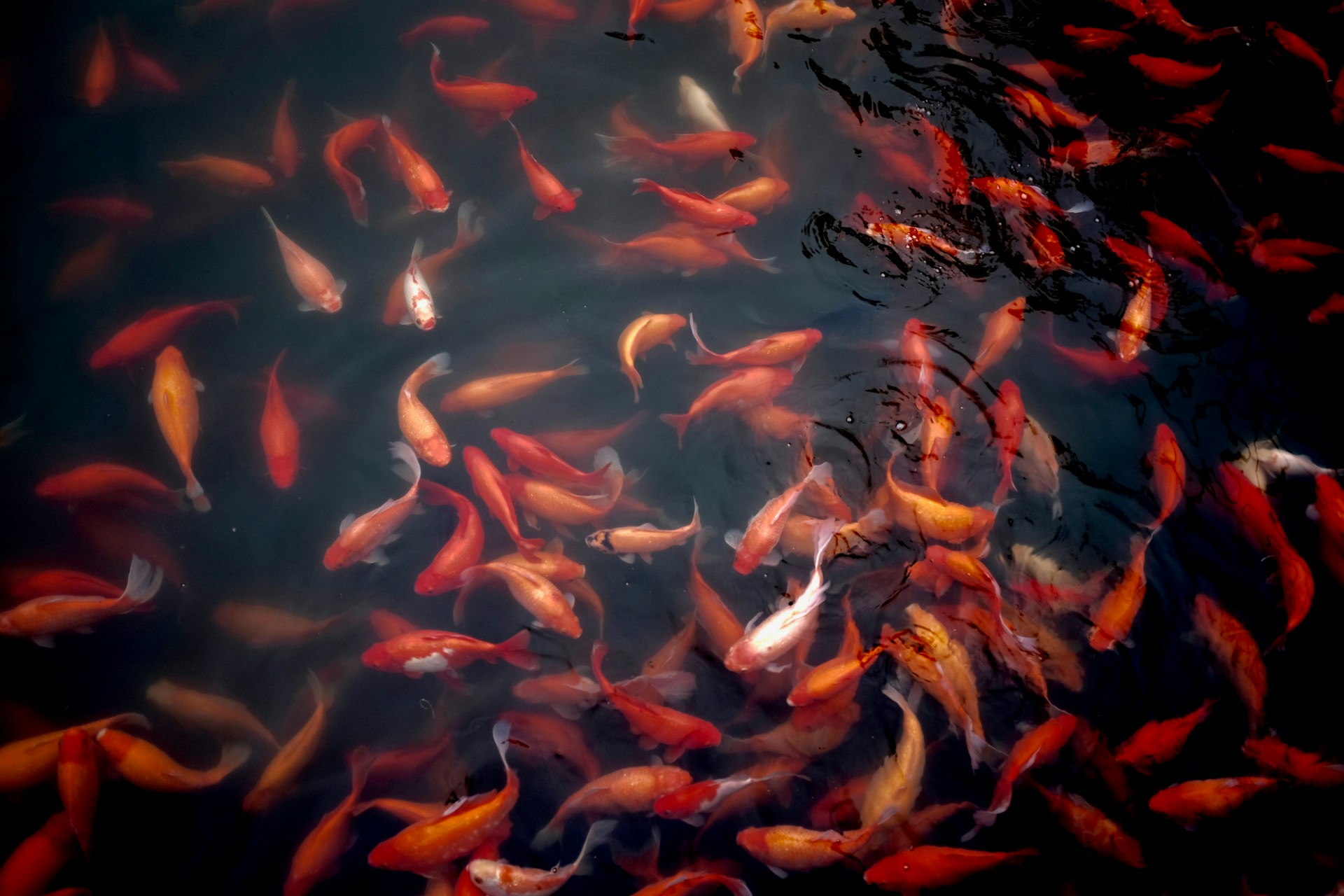 koi fish